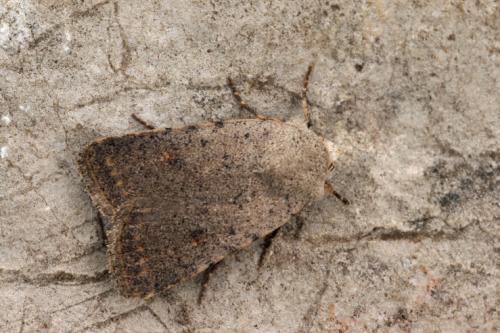 Caradrina noctivaga