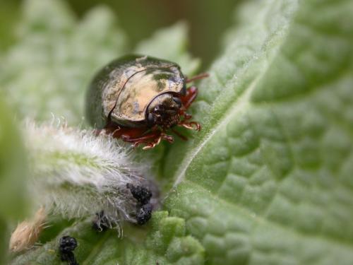 Chrysolina sp.
