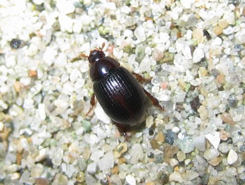 Réf. 28 363 : Trachyscelis aphodioides