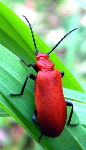 Réf. 28 468 : Pyrochroa serraticornis