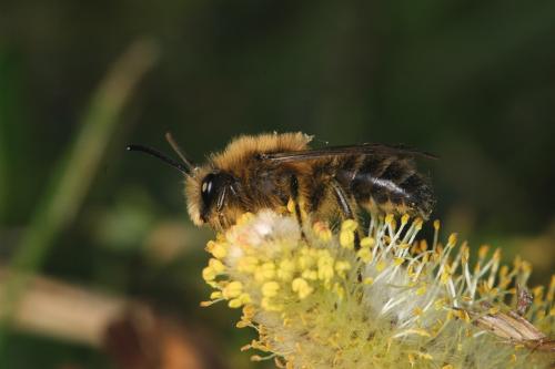 Réf. 28 767 : Colletes cunicularius