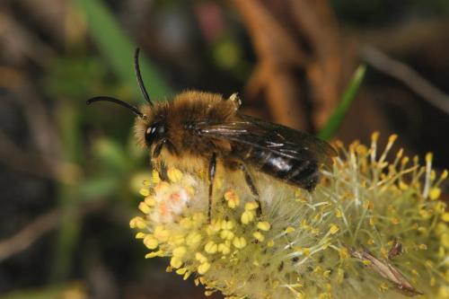 Réf. 28 768 : Colletes cunicularius