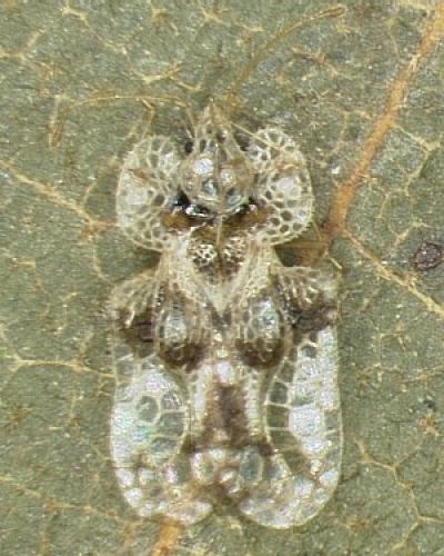 Corythucha arcuata
