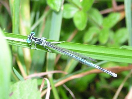 Platycnemis pennipes