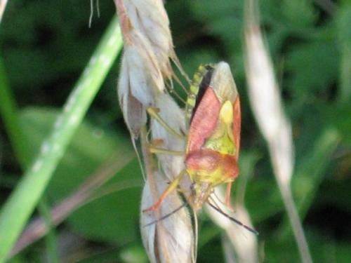 Réf. 28 956 : Carpocoris purpureipennis