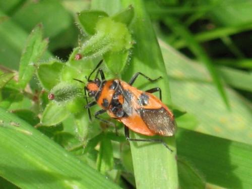 Corizus hyoscyami hyoscyami