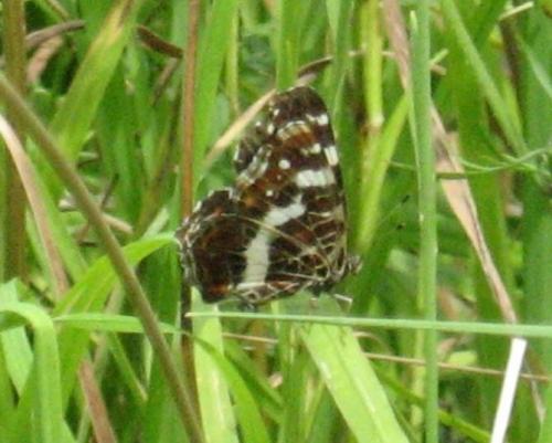 Araschnia levana
