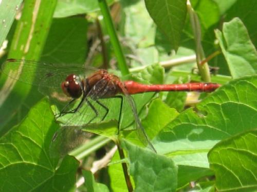 Sympetrum sanguineum