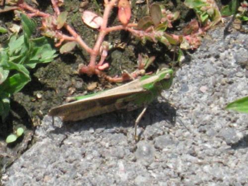 Aiolopus sp.