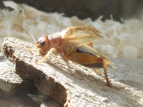 Réf. 28 999 : Gryllus assimilis