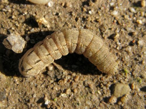 Xestia c-nigrum