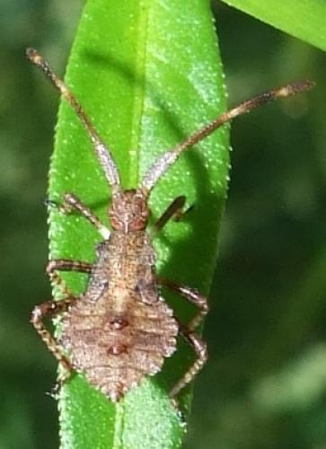 Coreus marginatus