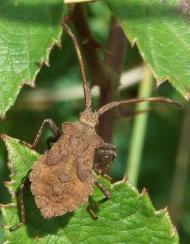 Réf. 28 462 : Coreus marginatus