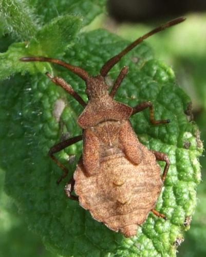 Réf. 28 461 : Coreus marginatus