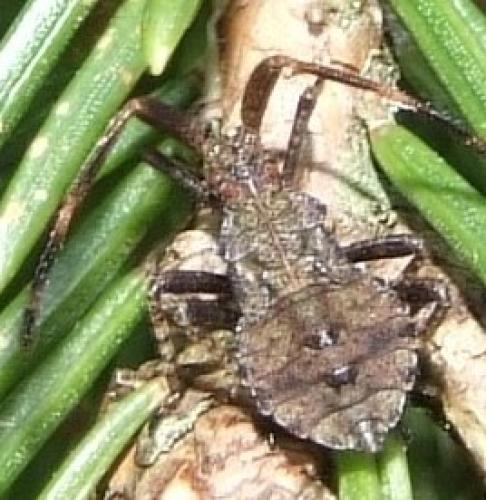 Réf. 28 463 : Coreus marginatus