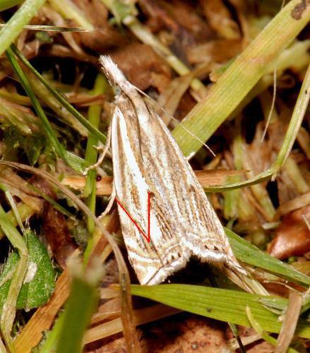 Crambus lathoniellus