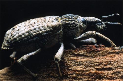 Rhytideres plicatus