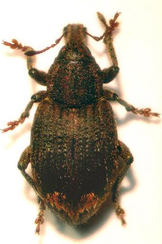 Réf. 28 872 : Graptus triguttatus