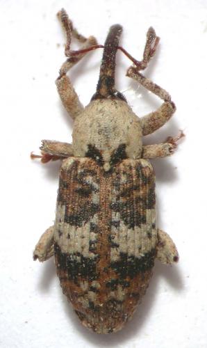 Acentrus histrio