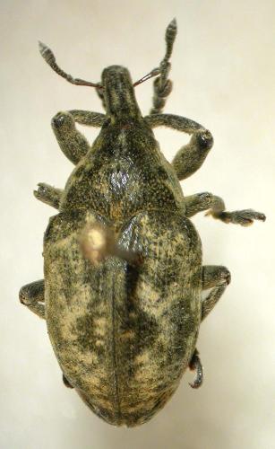 Réf. 28 896 : Larinus vulpes