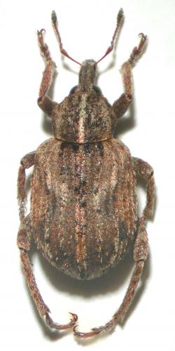 Réf. 28 907 : Brachypera dauci