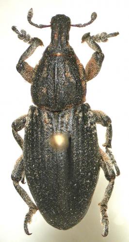 Pseudocleonus cinereus