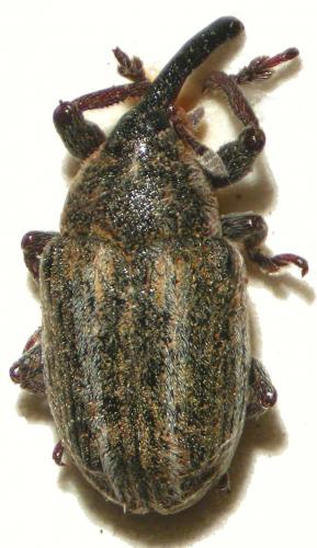 Réf. 28 922 : Larinus sp.