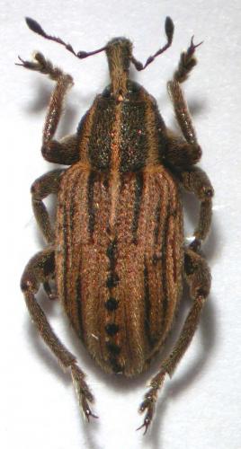 Réf. 28 930 : Hypera arator