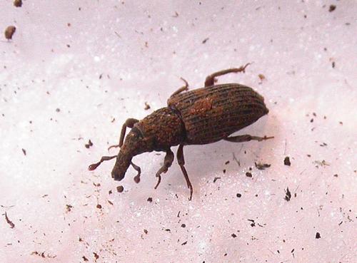 Dryophthorus corticalis