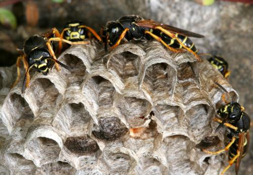 Réf. 28 691 : Polistes biglumis