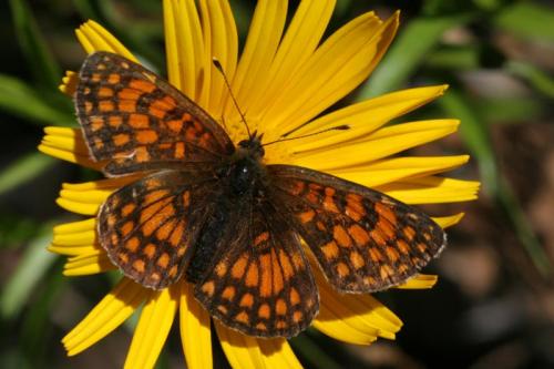 Melitaea athalia celadussa