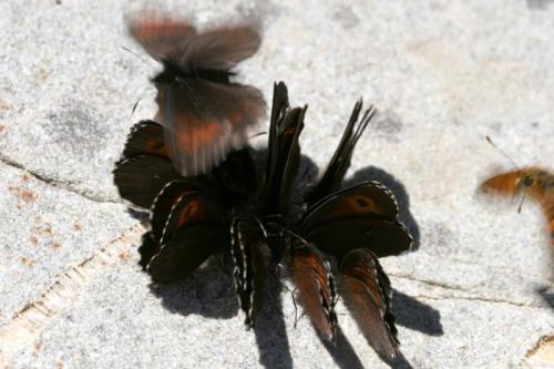 Réf. 28 162 : Erebia euryale