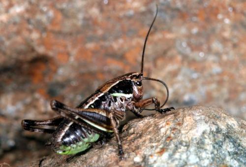 Metrioptera sp.