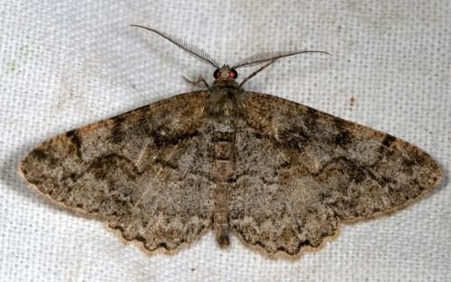 Réf. 28 722 : Alcis repandata