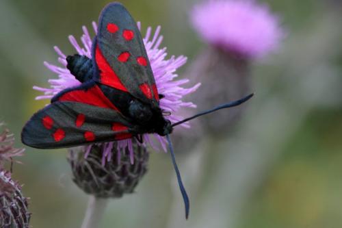 Réf. 28 268 : Zygaena transalpina