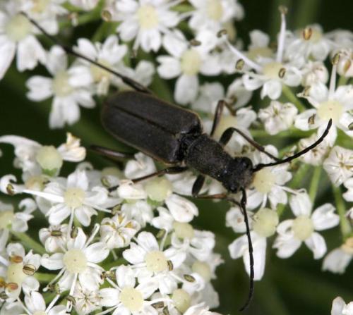 Anastrangalia dubia