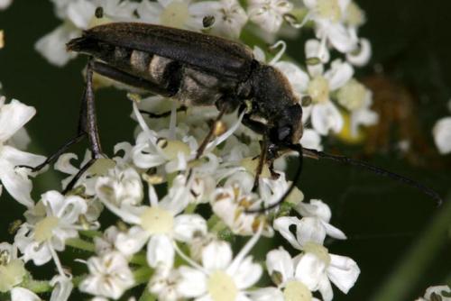 Anastrangalia dubia