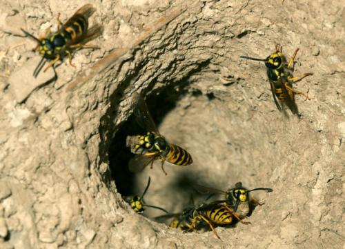 Vespula germanica