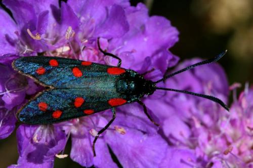 Zygaena transalpina