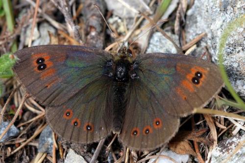 Réf. 28 197 : Erebia cassioides
