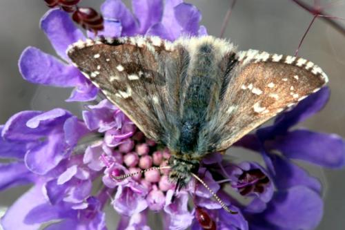 Pyrgus carlinae