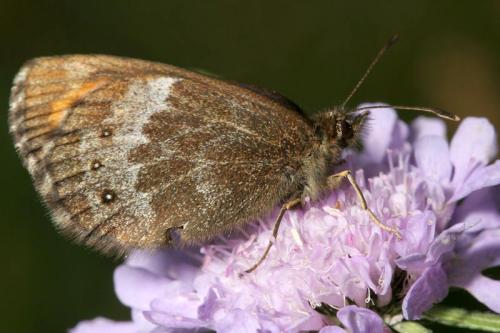 Réf. 28 198 : Erebia euryale