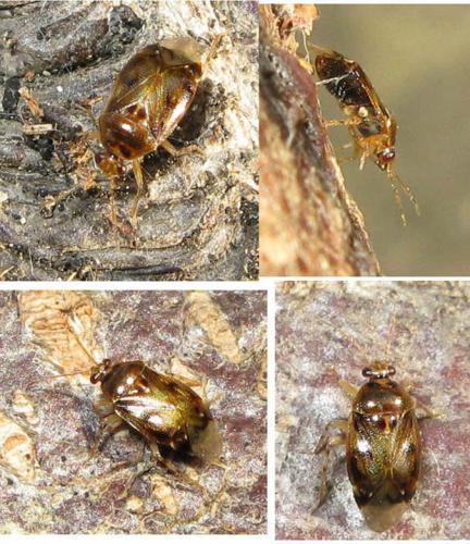 Deraeocoris lutescens