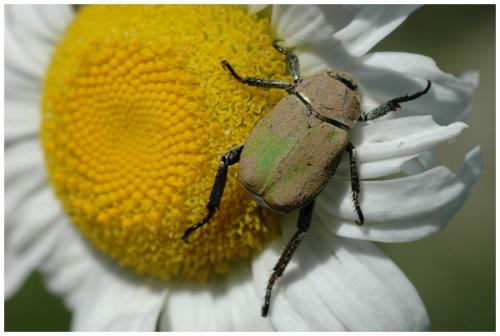 Hoplia argentea
