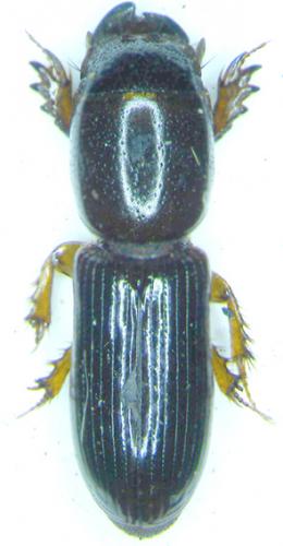 Réf. 28 426 : Chiron senegalensis