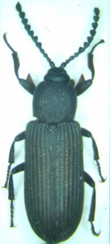 Gonocnemis fairmairei
