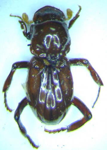 Corythoderus loripes