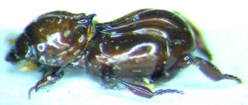 Corythoderus loripes