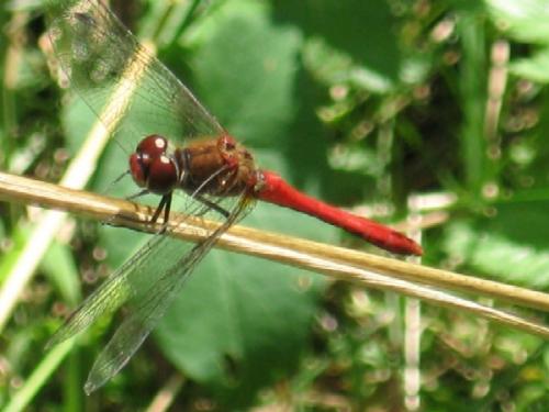 Sympetrum sanguineum