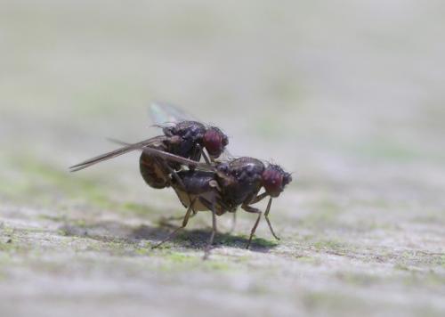 Drosophila repleta
